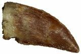 Serrated Raptor Tooth - Real Dinosaur Tooth #300895-1